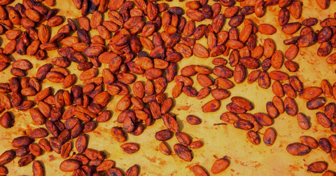 cacao beans 