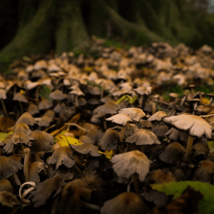 Reishi mushroom