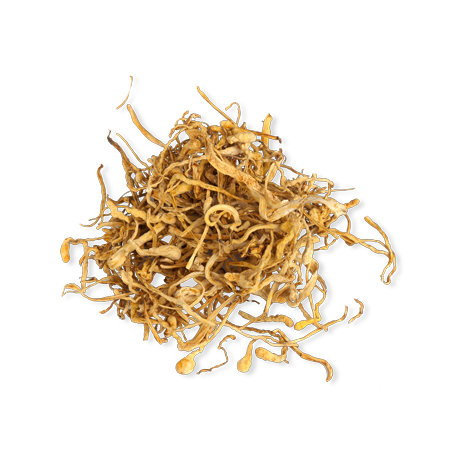 cordyceps mushroom health benefits