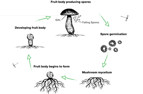 mushroom cycle no root benefits