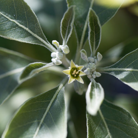 Ashwagandha flower with fuzzy leaves