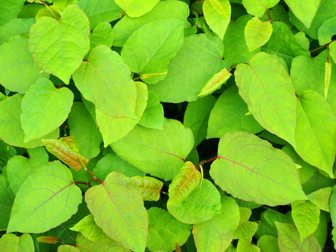 Lime green Houttuynia leaves