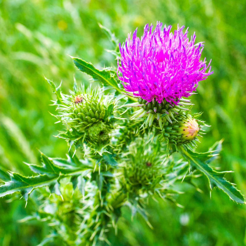 Milk Thistle Seed Extract Woodland Essence