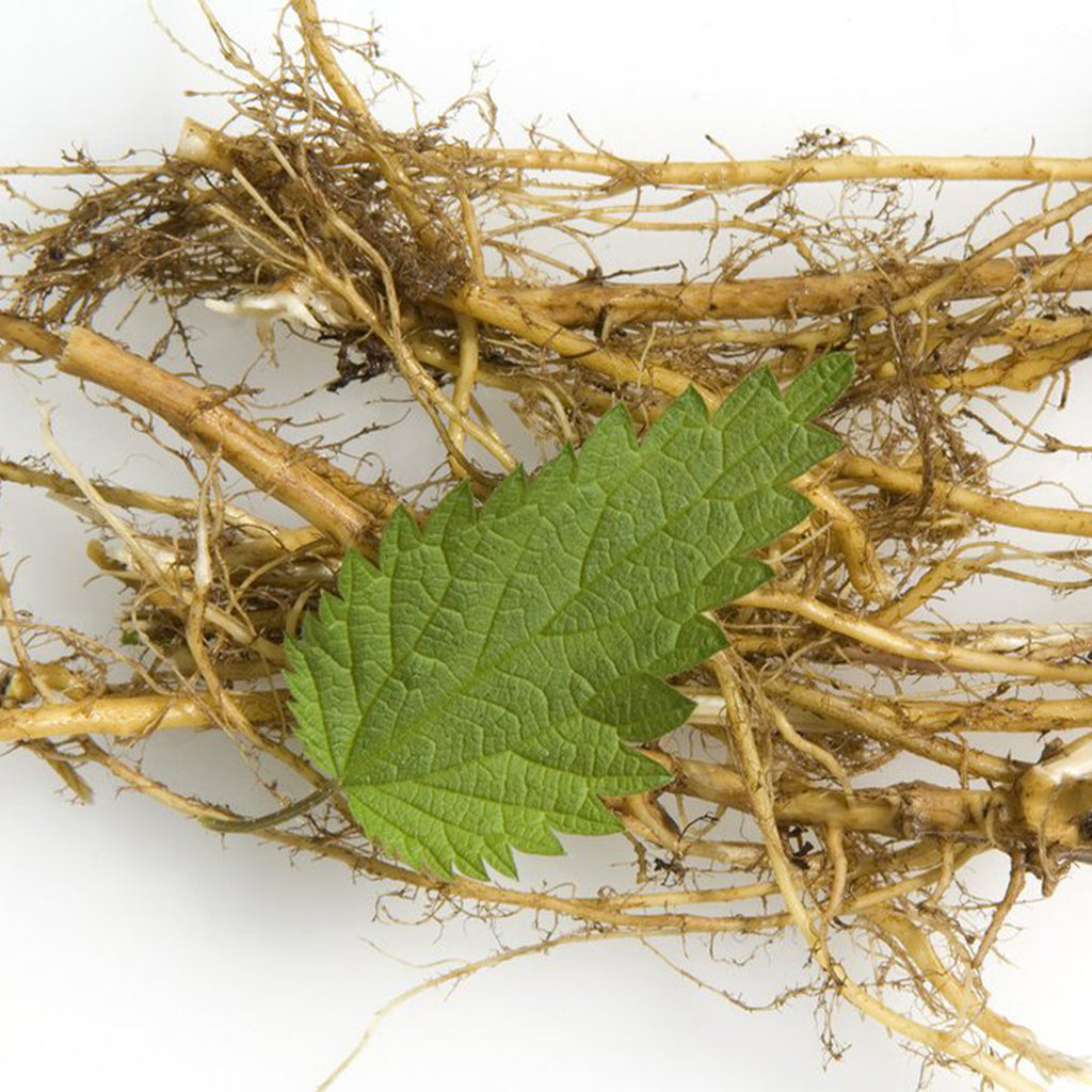 Nettle ROOT Extract – Woodland Essence