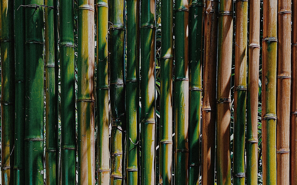 Bamboo growing in Japan