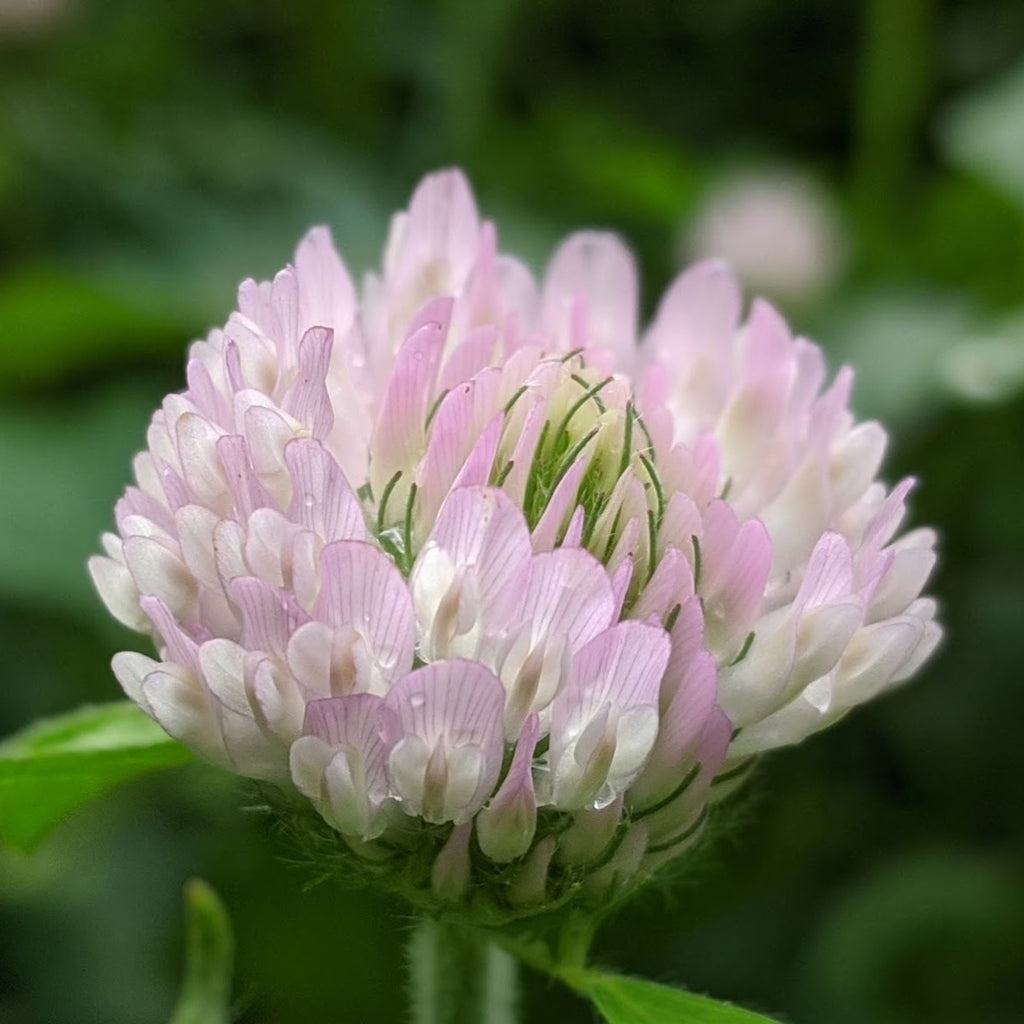 QUEEN ANNE'S LACE - Soft Lustre Blush