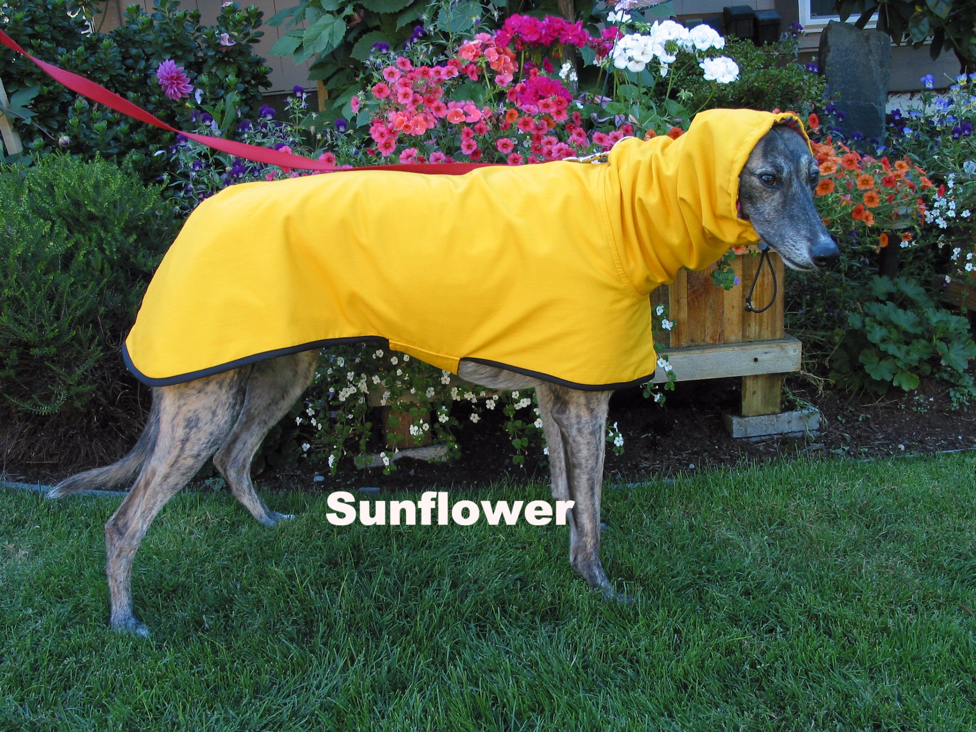 whippet raincoat