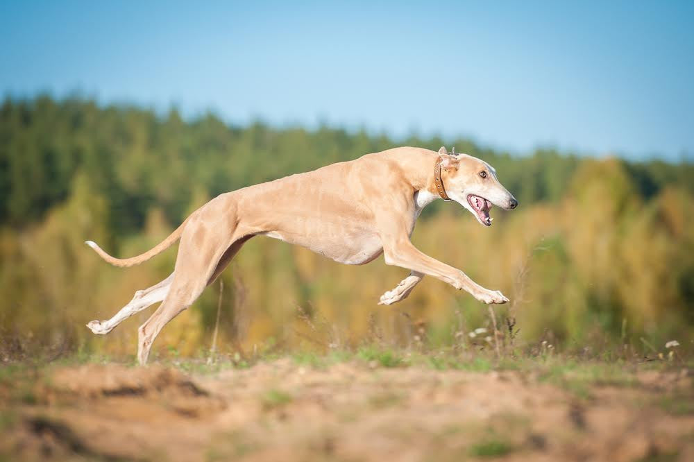 greyhound coats and collars