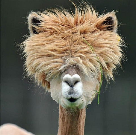 Bad Hair Day Llama 