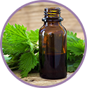 Nettle Leaf Extract