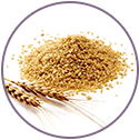 Hydrolyzed Wheat Protein