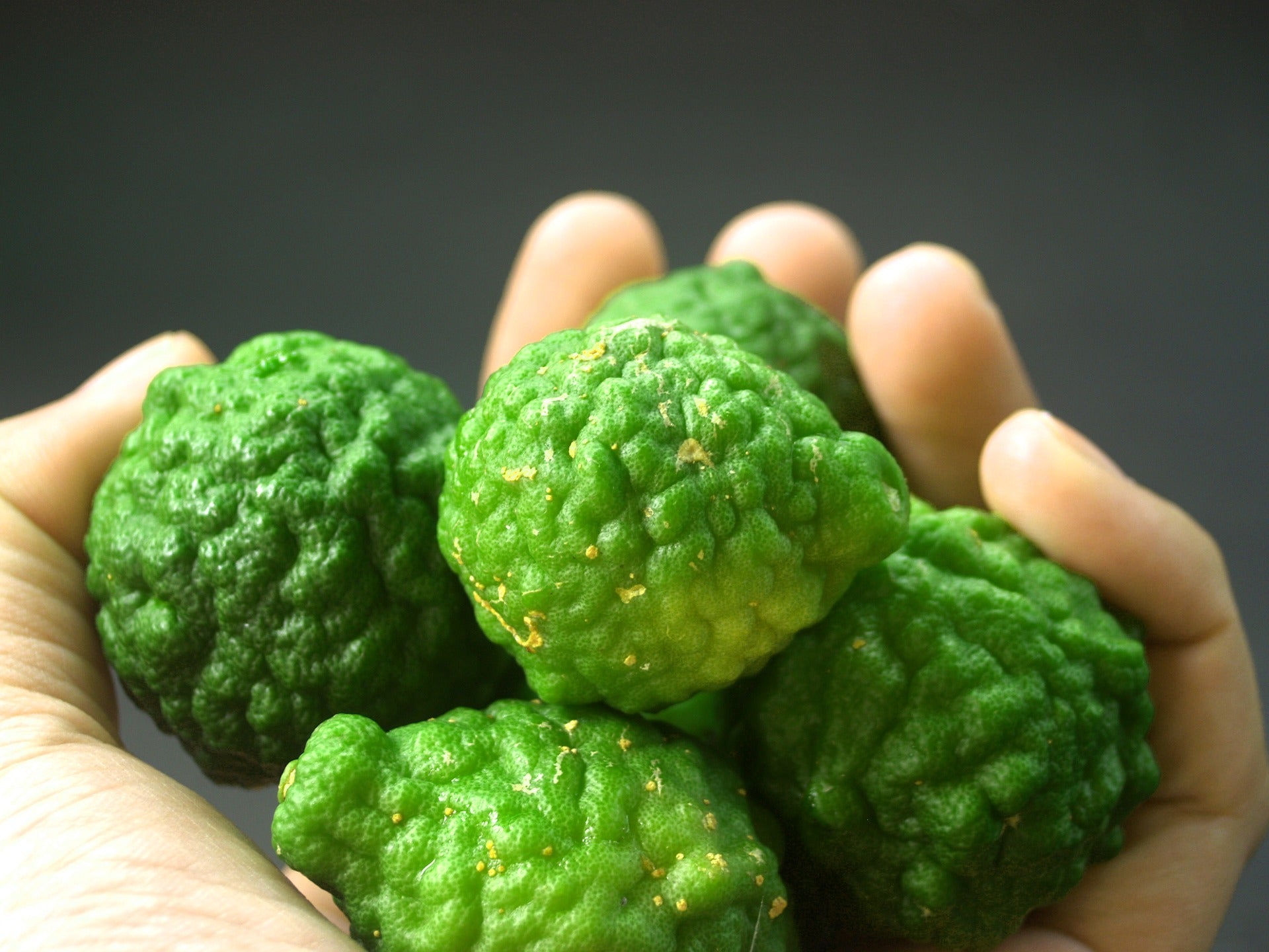 Bergamot Essential Oil Uses And Benefits