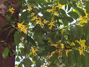 ylang ylang tree with deep green foliage & yellow blossoms of ylang ylang flowers