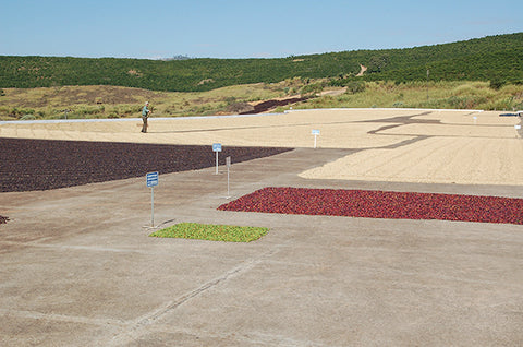 Coffee drying Brazil