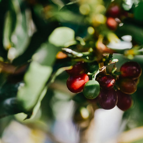 Costa Rican coffee cherries