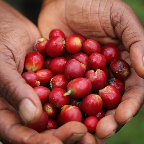 coffee cherry harvest