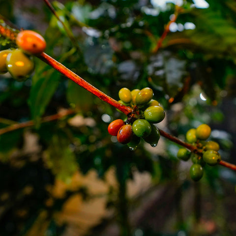 ecudaor coffee farms