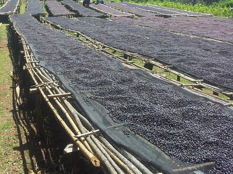 dark dried coffee cherries on airing bed