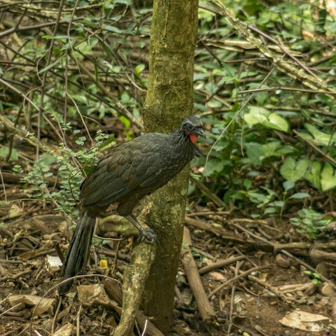 jacu bird