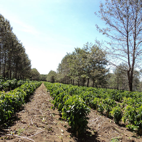 kenya coffee plantations
