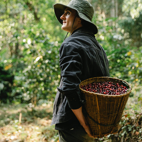 selective picking coffee harvesting