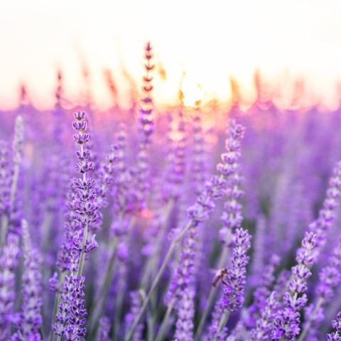 lavender_scentinspirationblog_GreatSouthBayCandles
