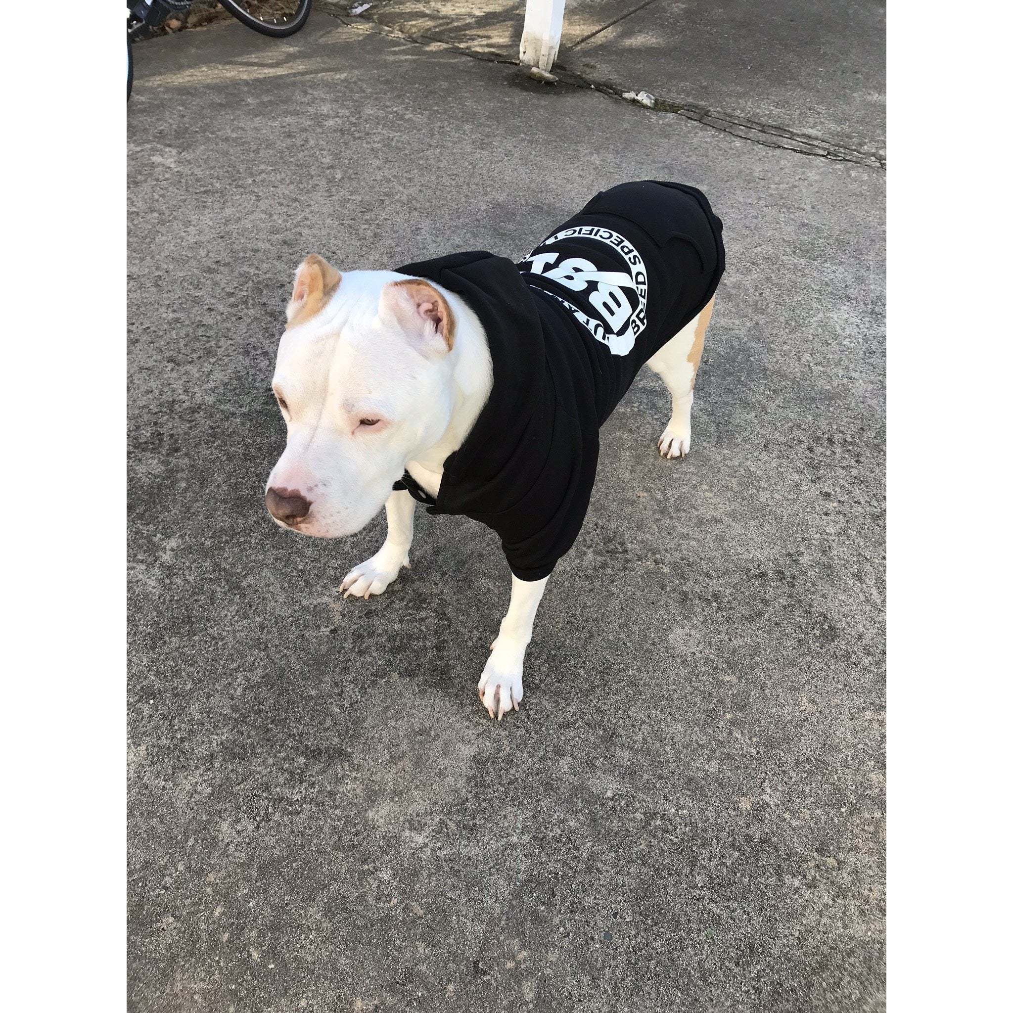 bully breed clothing for dogs
