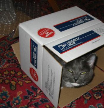 A Cute Grey Cat in a Box