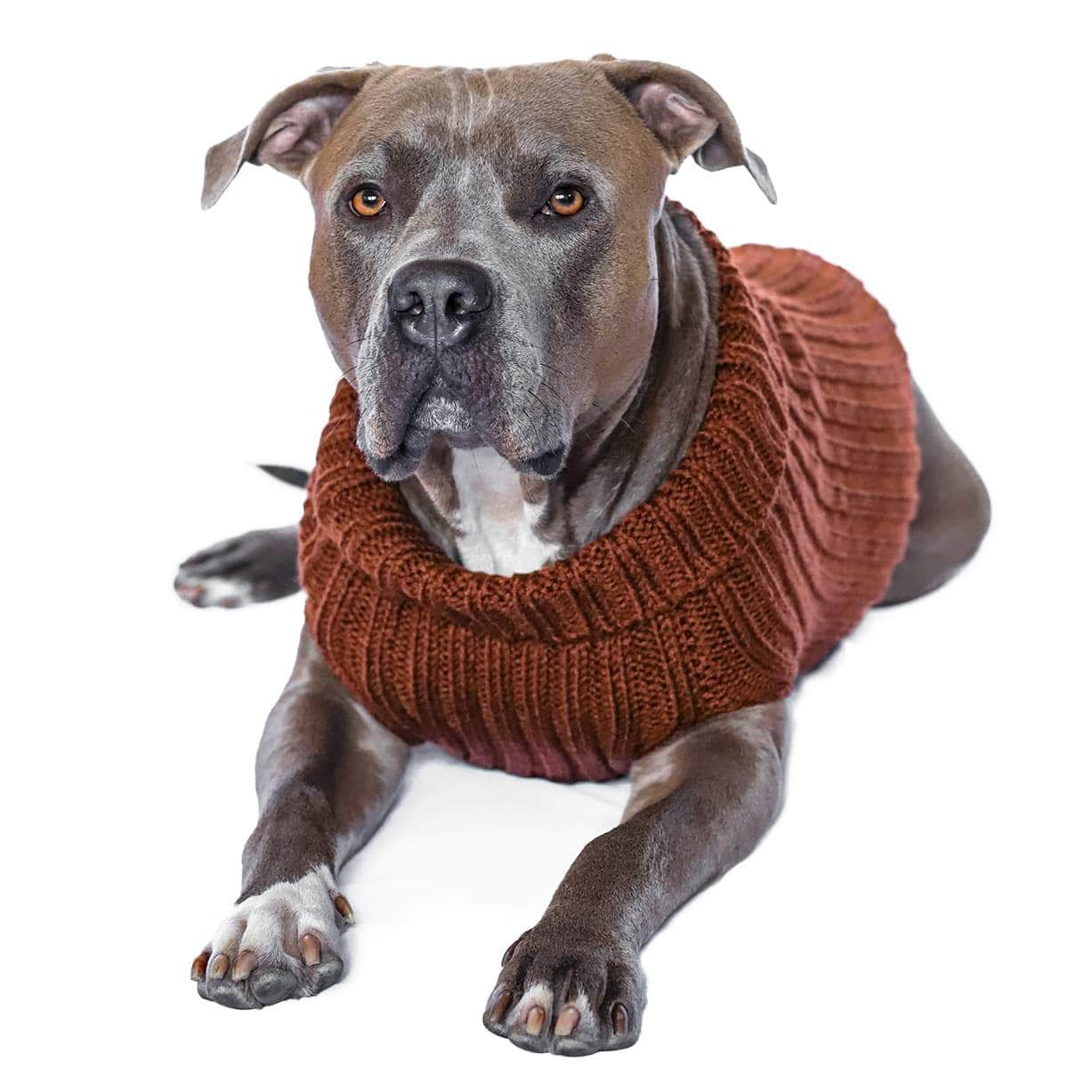 how are dog sweaters supposed to fit