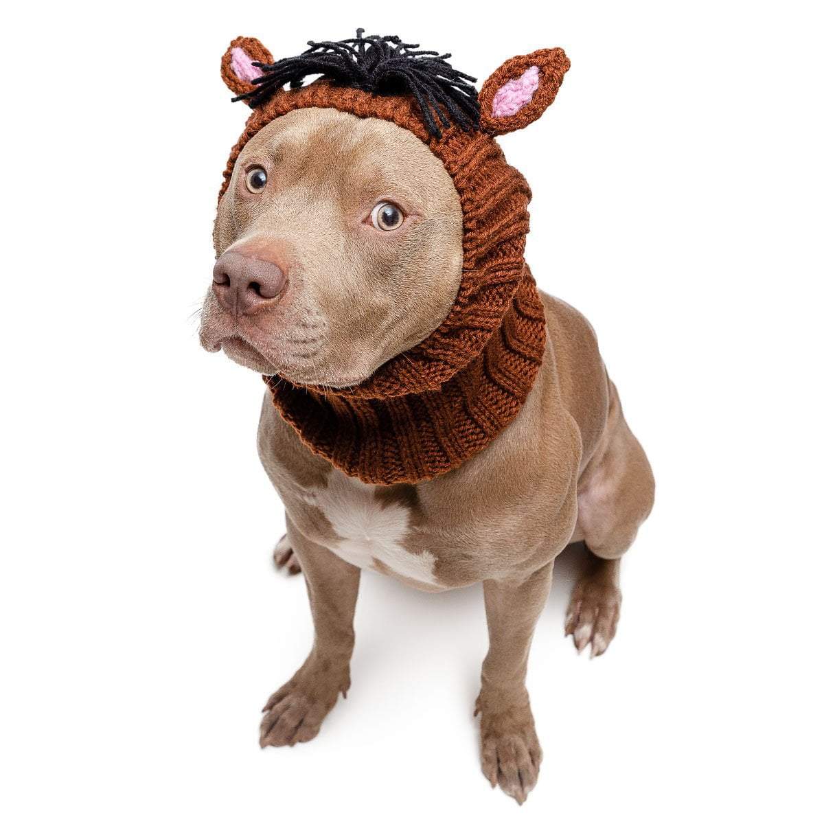 snood for dog