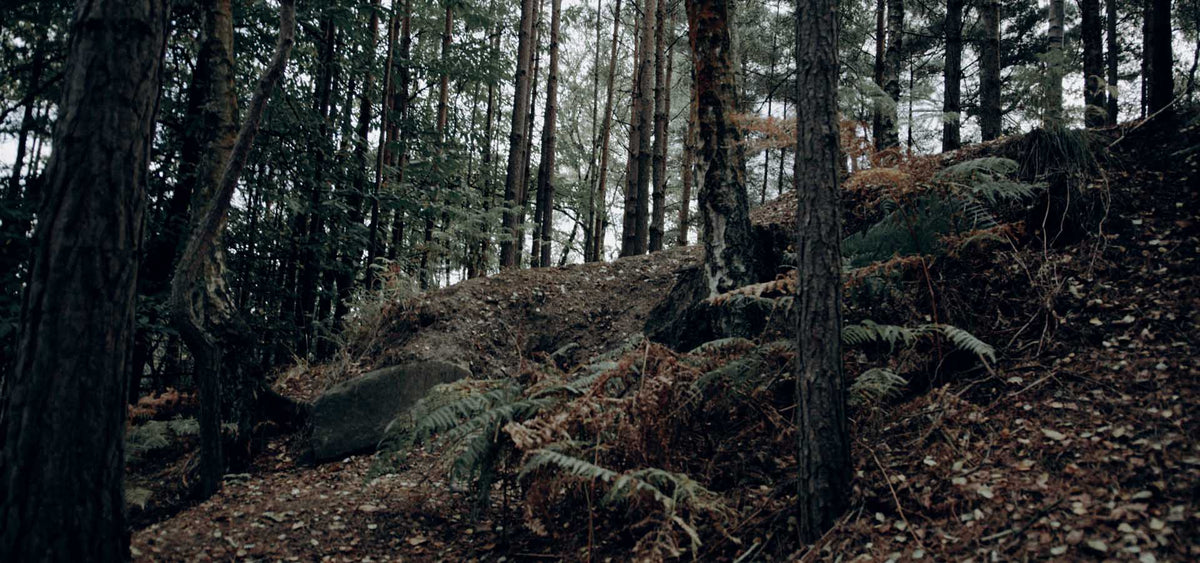 forest woods luts