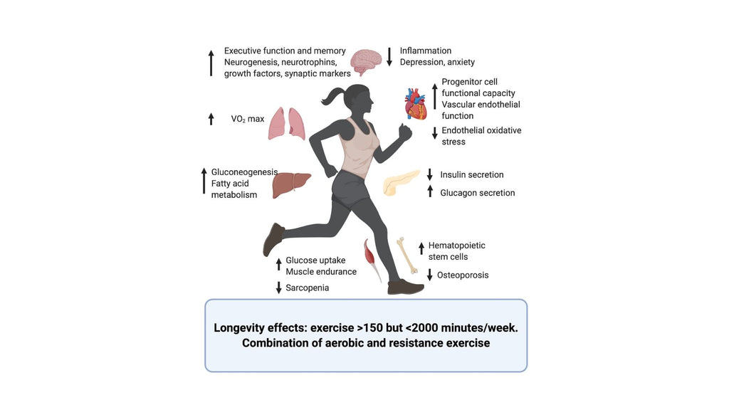 Exercise and oxidative stress: how to balance the pros and cons.