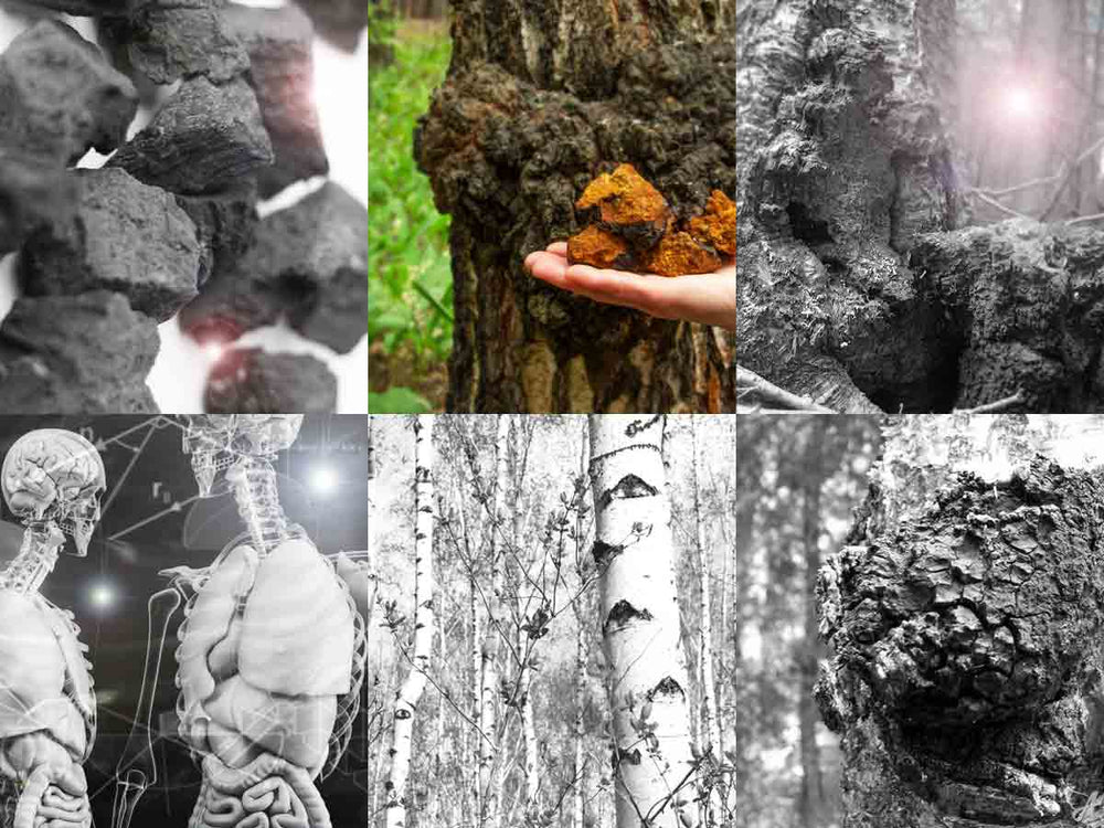 Benefits of Chaga mushroom banner