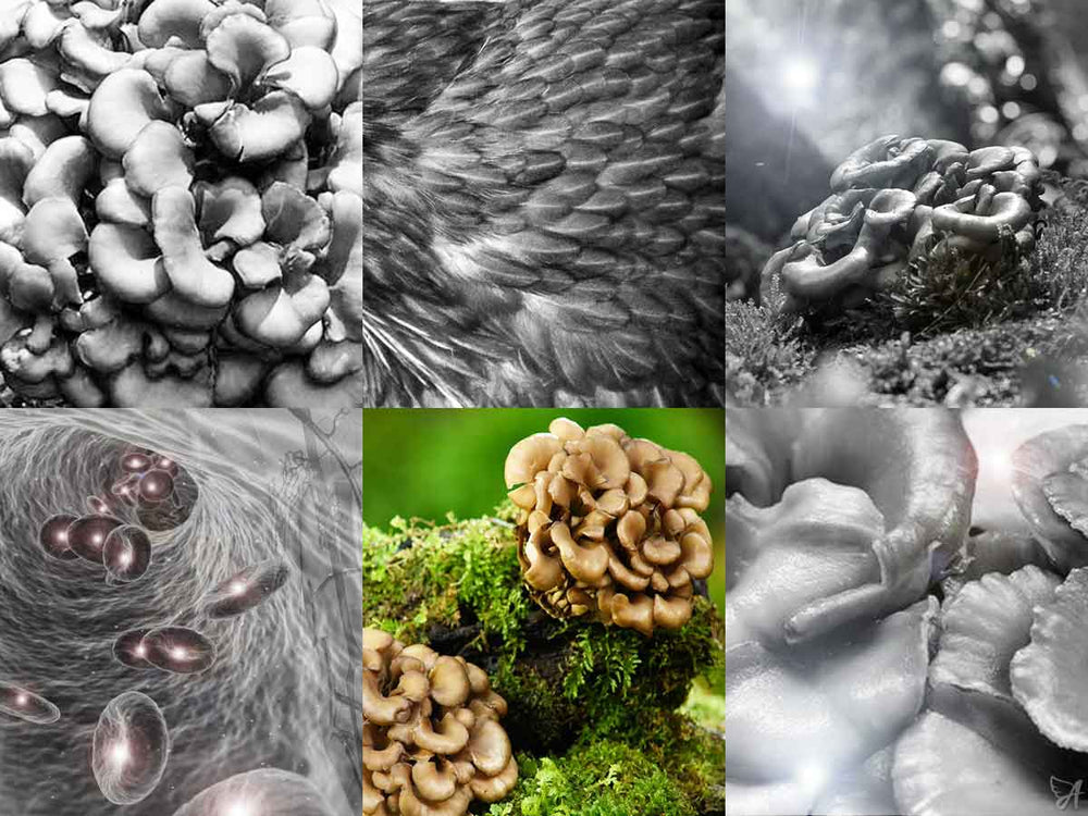 Benefits of Maitake mushroom banner