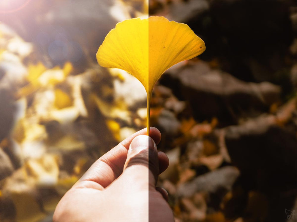 Ginkgo biloba night and day banner