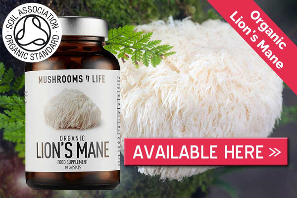 Organic Lion’s Mane mushroom capsules