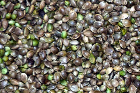 CBD THC hemp seeds