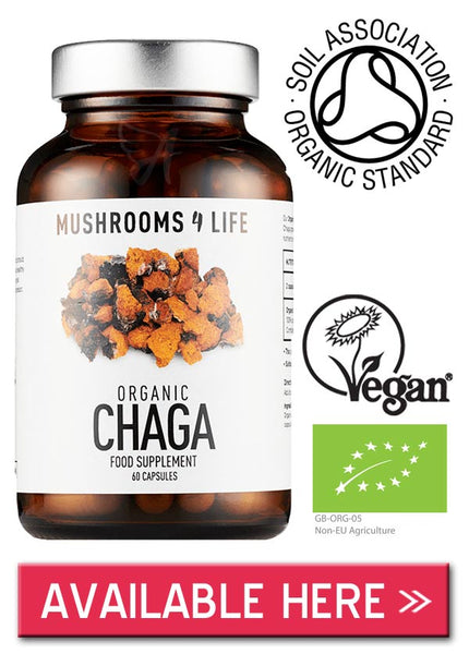 Chaga mushroom