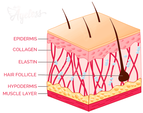Collagen vs. elastin - skin detail