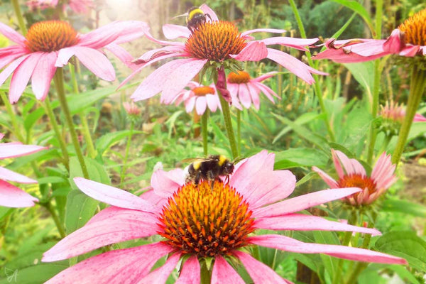 Echinacea field with bees