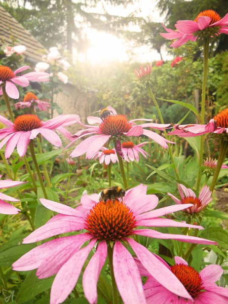 Echinacea flowers