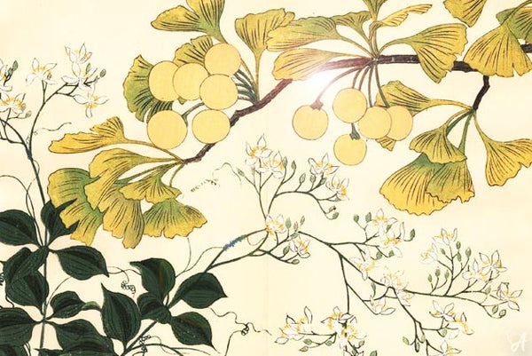Ginkgo biloba - botanical Asian drawing