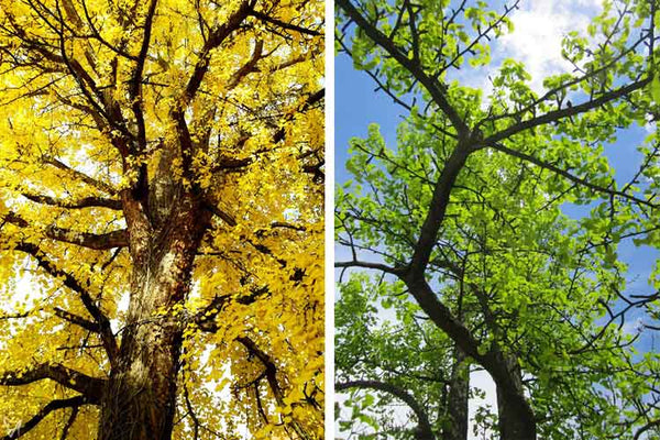 Ginkgo biloba trees