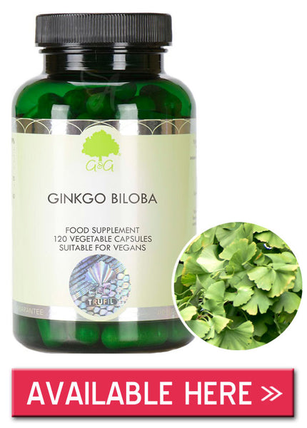 Ginkgo biloba