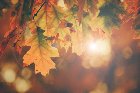 Golden Autumn leaves
