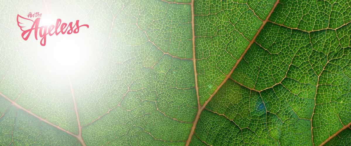 Green Hemp Leaf Detail Banner