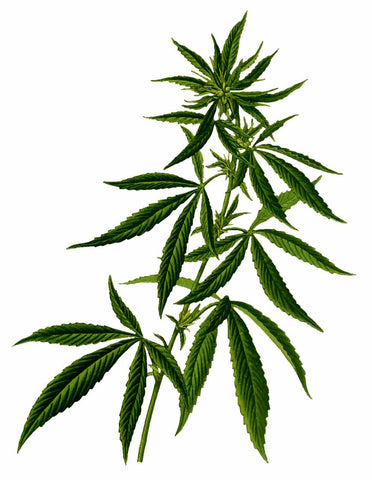 Hemp-Cannabis-Plant