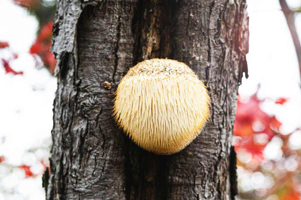 Lions Mane mushroom on tree