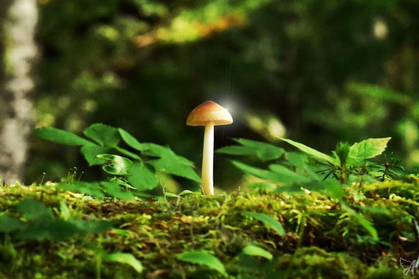 Mushroom in forest