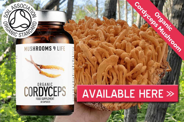 Organic Cordyceps mushroom capsules
